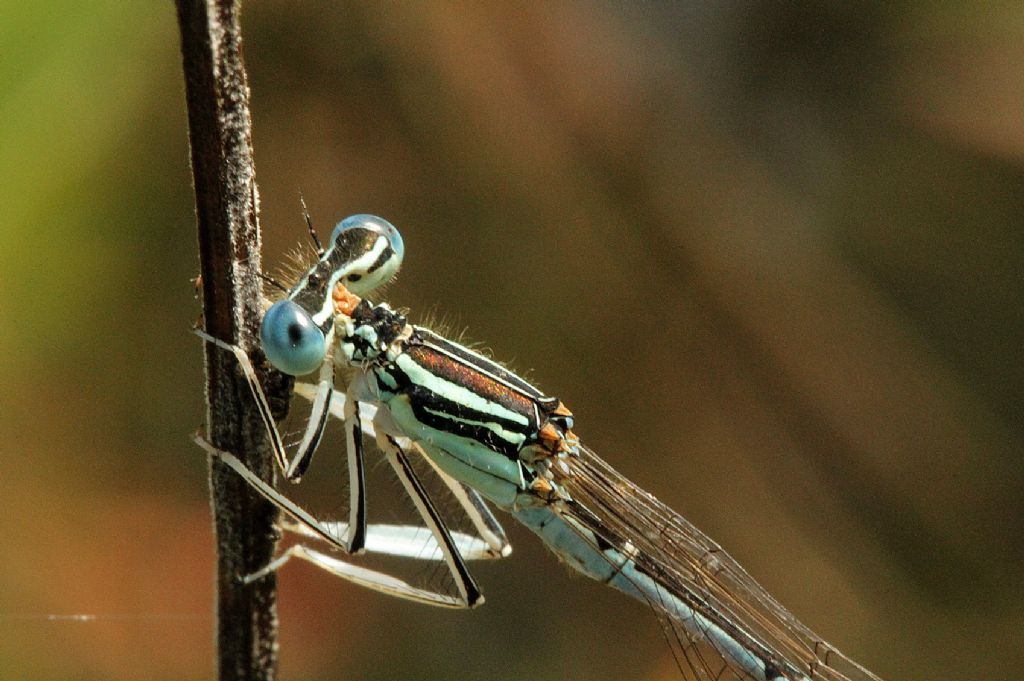 Platycnemis latipes maschio?